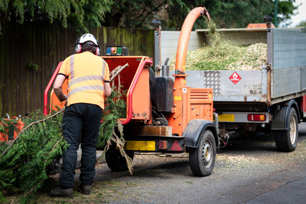 Best Emergency Storm Tree Removal  in Gloucester City, NJ